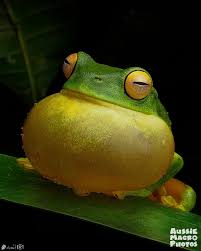 Attēlu rezultāti vaicājumam “Cribraria macrocarpa”