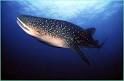WHALE SHARK - Utila, Bay Islands, Honduras