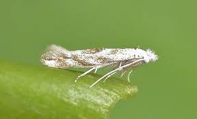 Attēlu rezultāti vaicājumam “Bucculatrix rhamniella”