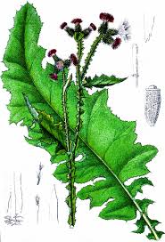 Attēlu rezultāti vaicājumam “Carduus crispus”