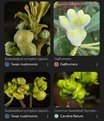 Attēlu rezultāti vaicājumam “Exobasidium splendidum”