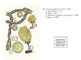 Attēlu rezultāti vaicājumam “Diderma chondrioderma spores”