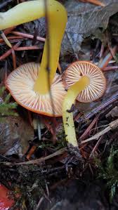 Attēlu rezultāti vaicājumam “Hygrocybe sp.”