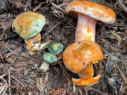 Attēlu rezultāti vaicājumam “Lactarius deliciosus”