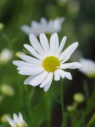 Image result for Leucanthemella serotina