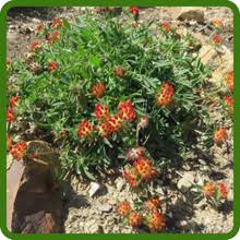 Attēlu rezultāti vaicājumam “Anthyllis arenaria”