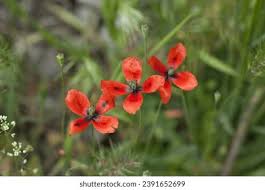 Attēlu rezultāti vaicājumam “Papaver argemone leaf”