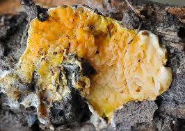 Attēlu rezultāti vaicājumam “Leucogyrophana mollusca”