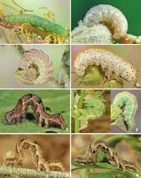 Attēlu rezultāti vaicājumam “Orthosia munda larva”