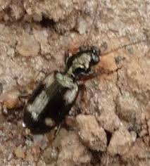 Attēlu rezultāti vaicājumam “Bembidion quadrimaculatum”