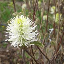 Attēlu rezultāti vaicājumam “Fothergilla major”