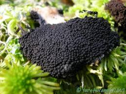 Attēlu rezultāti vaicājumam “Symphytocarpus trechisporus macro”