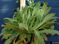 Attēlu rezultāti vaicājumam “Centaurea jacea leaf”