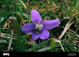 Attēlu rezultāti vaicājumam “Viola rupestris flower”