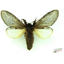 Attēlu rezultāti vaicājumam “Biston strataria”