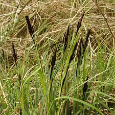 Attēlu rezultāti vaicājumam “Carex acutiformis flower”