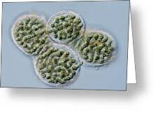 Attēlu rezultāti vaicājumam “Nostoc pruniforme”