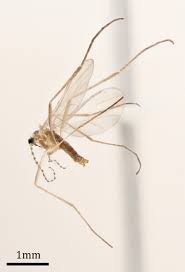 Attēlu rezultāti vaicājumam “Cecidomyiidae”