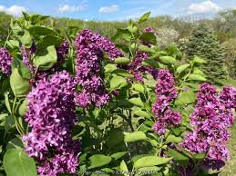 Attēlu rezultāti vaicājumam “Syringa vulgaris”