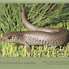 Attēlu rezultāti vaicājumam “Lycogala persicum sessile”