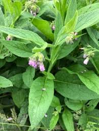 Image result for Symphytum officinale