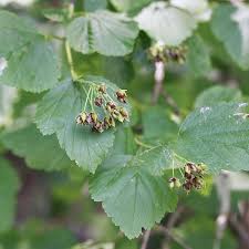 Attēlu rezultāti vaicājumam “Physocarpus opulifolius”