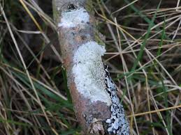 Attēlu rezultāti vaicājumam “Mollisia cinerea”