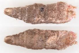 Attēlu rezultāti vaicājumam “Hypenodes humidalis”