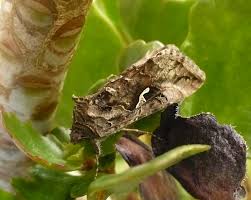 Attēlu rezultāti vaicājumam “Autographa gamma”