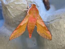 Attēlu rezultāti vaicājumam “Deilephila elpenor imago”