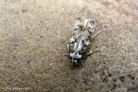 Attēlu rezultāti vaicājumam “Oecophoridae”