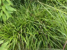 Attēlu rezultāti vaicājumam “Luzula luzuloides leaf”