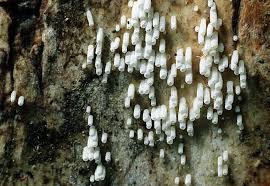 Attēlu rezultāti vaicājumam “Henningsomyces candidus”