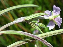 Attēlu rezultāti vaicājumam “Epilobium palustre flower”