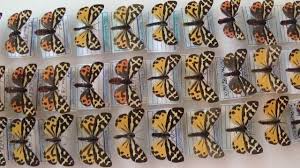 Attēlu rezultāti vaicājumam “Parasemia plantaginis”