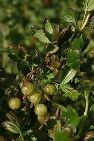 Attēlu rezultāti vaicājumam “Ribes uva-crispa flower”