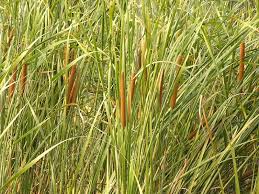 Attēlu rezultāti vaicājumam “Typhaceae”
