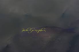 Image result for Cyprinus chilia