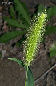 Attēlu rezultāti vaicājumam “Setaria viridis”