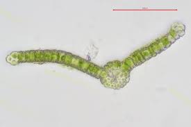 Attēlu rezultāti vaicājumam “Tortula subulata”