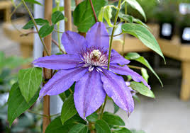 Attēlu rezultāti vaicājumam “Clematis”