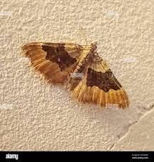 Attēlu rezultāti vaicājumam “Xanthorhoe quadrifasiata”