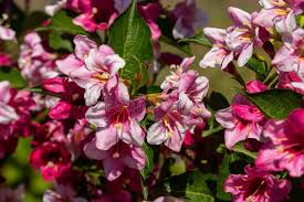 Attēlu rezultāti vaicājumam “Weigela praecox”