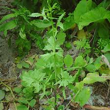 Attēlu rezultāti vaicājumam “Sisymbrium volgense”