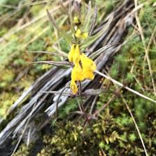 Attēlu rezultāti vaicājumam “Melampyrum sylvaticum leaf”