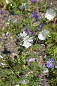 Attēlu rezultāti vaicājumam “Malva moschata alba leaf”