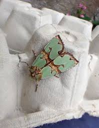 Attēlu rezultāti vaicājumam “Staurophora celsia”