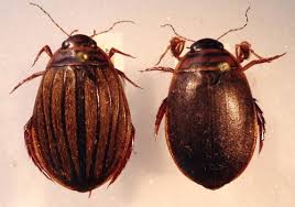 Attēlu rezultāti vaicājumam “Acilius sulcatus female”