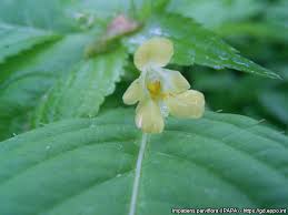 Attēlu rezultāti vaicājumam “Impatiens parviflora”