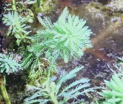 「粉綠狐尾藻」的圖片搜尋結果